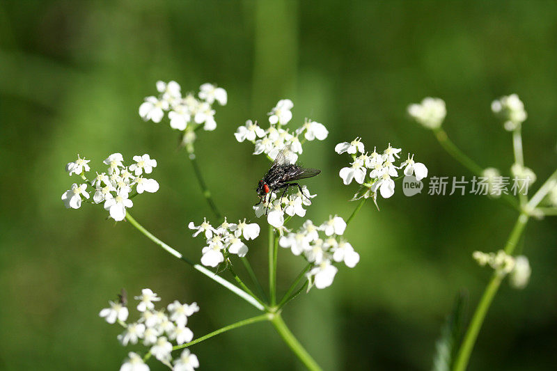 红眼苍蝇在牛欧芹/宏)